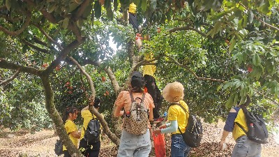 端午福利！嘉友食品組織摘荔枝活動