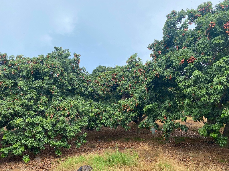 端午福利！嘉友食品組織摘荔枝活動